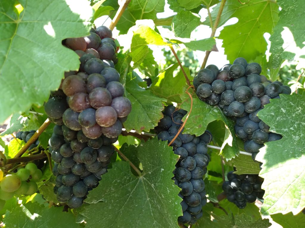 Taste New Wine Season At Harvest Celebration – Bucks County Wine Trail